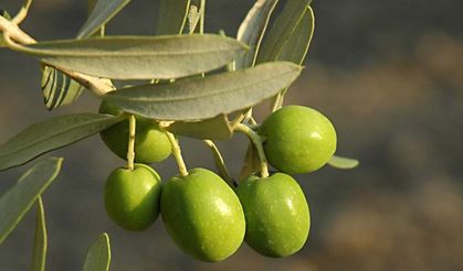 Aydın'da İncir ve Zeytin Hasat Festivali başlıyor