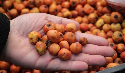 Aydın'da kışın habercisi alıç meyvesi, tezgahları renklendirdi