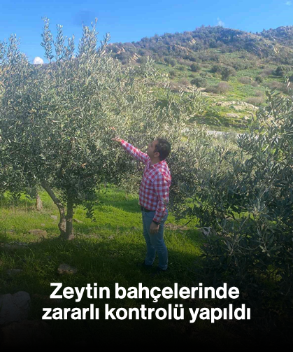 Zeytin bahçelerinde zararlı kontrolü yapıldı