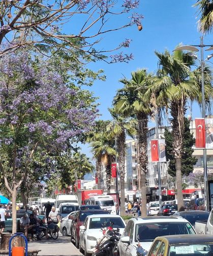 Didim'de jakarandalar çiçek açtı