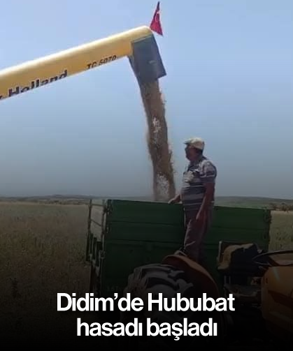 Didim'de Hububat hasadı başladı