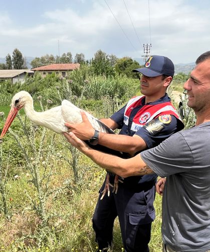 Nazilli’de yaralı leylek tedavi edilip doğaya salındı