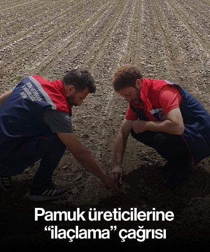 Pamuk üreticilerine "ilaçlama" çağrısı