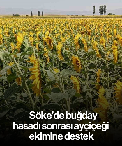 Söke’de buğday hasadı sonrası ayçiçeği ekimine destek