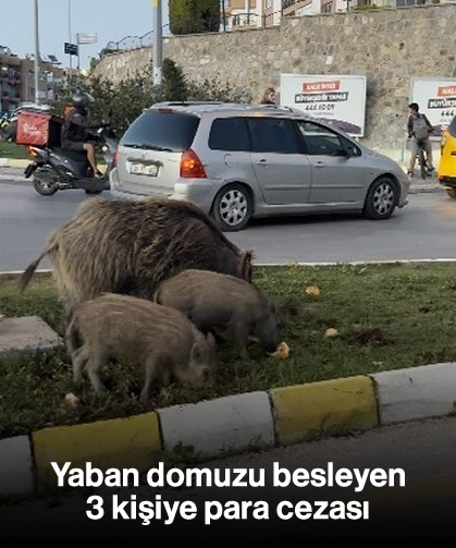 Yaban domuzu besleyen 3 kişiye para cezası