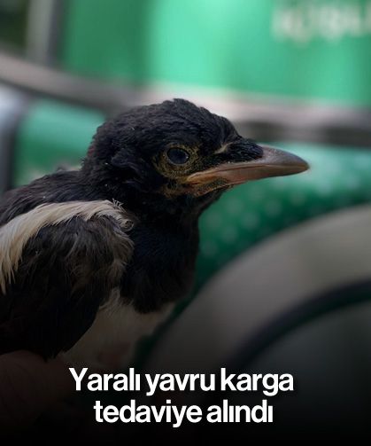 Yaralı yavru karga tedaviye alındı