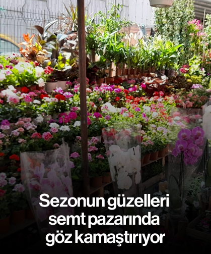 Sezonun güzelleri semt pazarında göz kamaştırıyor