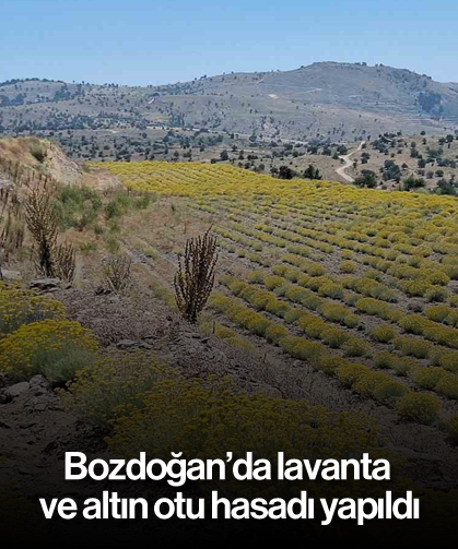 Bozdoğan’da lavanta ve altın otu hasadı yapıldı