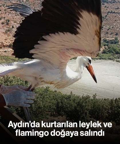 Aydın’da kurtarılan leylek ve flamingo doğaya salındı