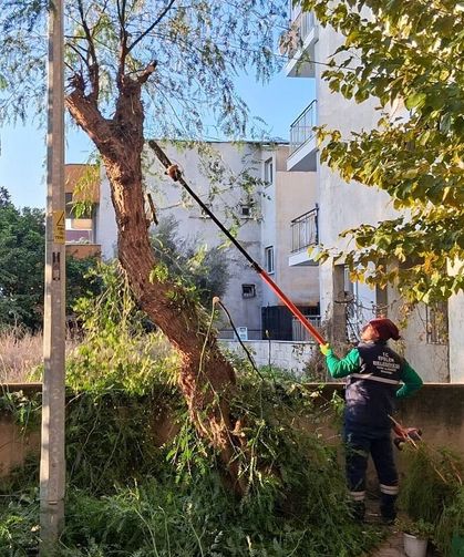 Efeler’in yeşil alanlarında budama ve bakım çalışmaları  devam ediyor