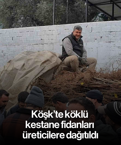 Köşk’te köklü kestane fidanları üreticilere dağıtıldı