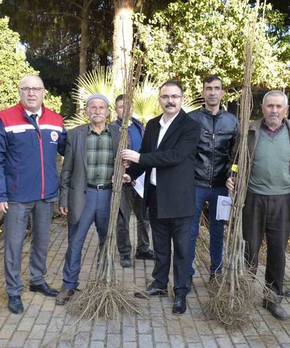 Sultanhisar'da üreticilere fidan desteği