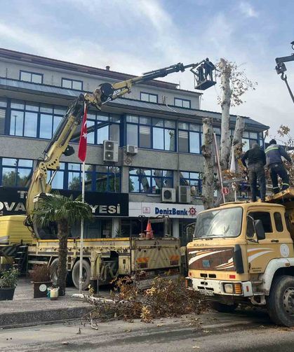 200 yaşındaki ağaca bakım