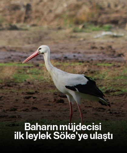 Baharın müjdecisi ilk leylek Söke'ye ulaştı