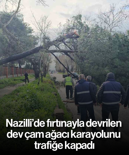 Nazilli’de fırtınayla devrilen dev çam ağacı karayolunu trafiğe kapadı