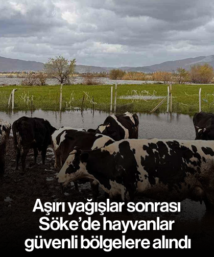 Aşırı yağışlar sonrası Söke’de hayvanlar güvenli bölgelere alındı