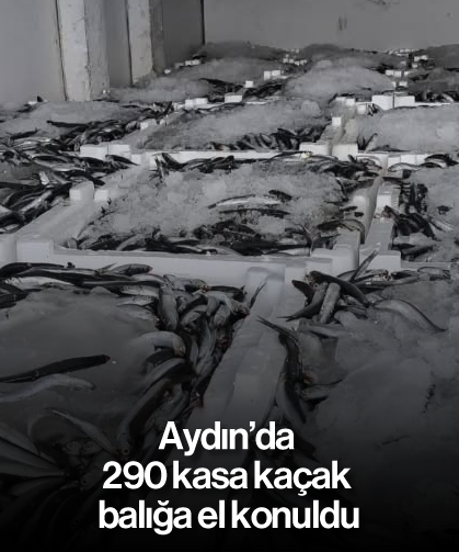 Aydın’da 290 kasa kaçak balığa el konuldu