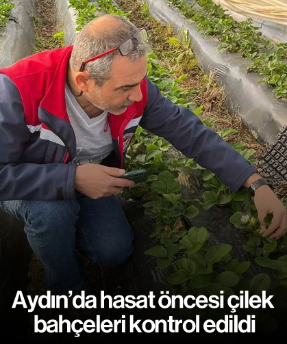 Aydın’da hasat öncesi çilek bahçeleri kontrol edildi