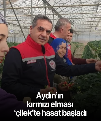 Aydın'ın kırmızı elması 'çilek'te hasat başladı