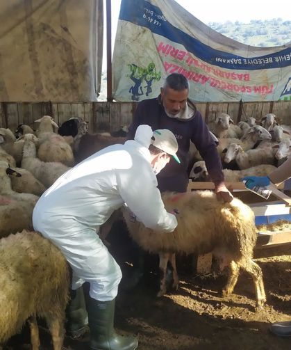 Koçarlı’da küçükbaş hayvanlar aşılandı