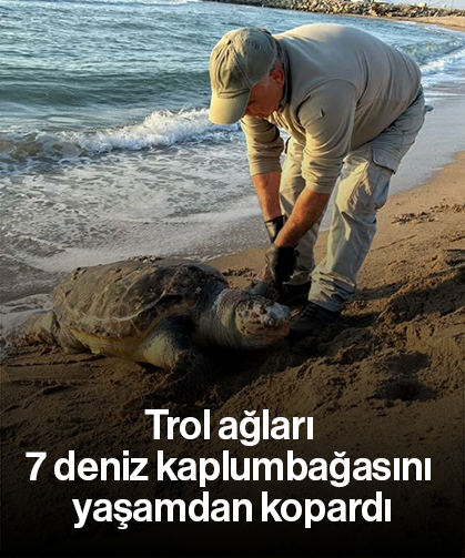 Trol ağları 7 deniz kaplumbağasını yaşamdan kopardı