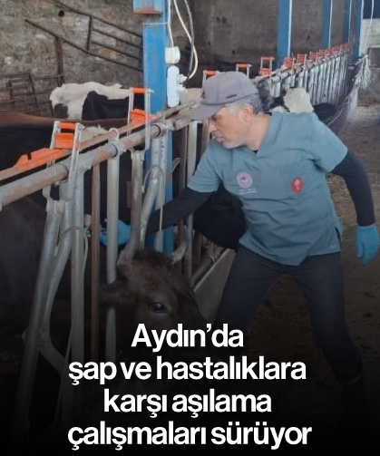 Aydın’da şap ve hastalıklara karşı aşılama çalışmaları sürüyor