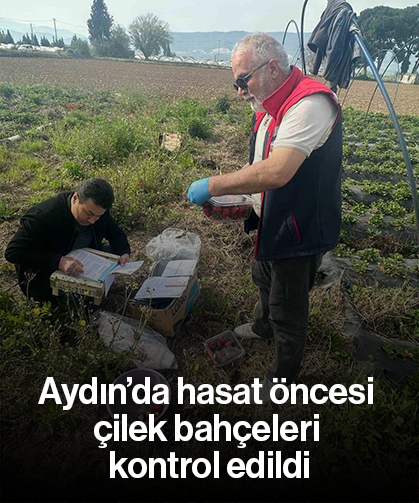 Aydın’da hasat öncesi çilek bahçeleri kontrol edildi
