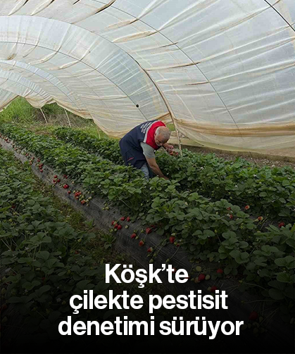 Köşk’te çilekte pestisit denetimi sürüyor