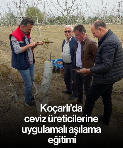 Koçarlı’da ceviz üreticilerine uygulamalı aşılama eğitimi