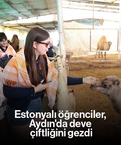 Estonyalı öğrenciler, Aydın'da deve çiftliğini gezdi