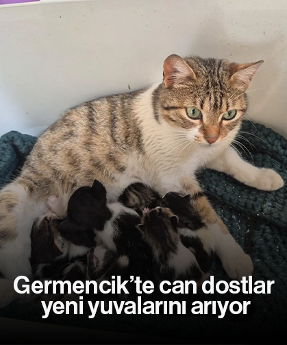 Germencik’te can dostlar yeni yuvalarını arıyor