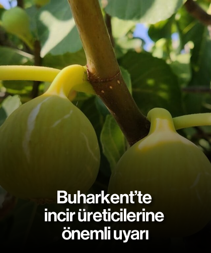 Buharkent’te incir üreticilerine önemli uyarı