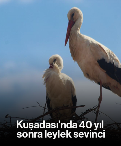 Kuşadası’nda 40 yıl sonra leylek sevinci