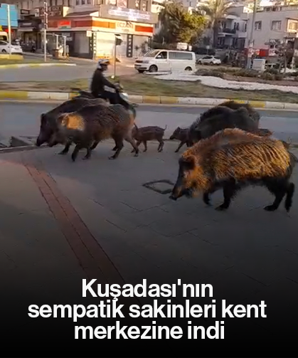 Kuşadası'nın sempatik sakinleri kent merkezine indi