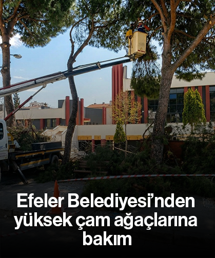 Efeler Belediyesi’nden yüksek çam ağaçlarına bakım