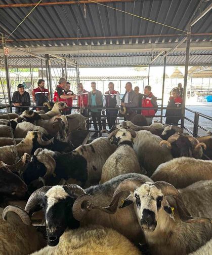 Aydın’da kurbanlık satış noktalarında kontrol yapıldı