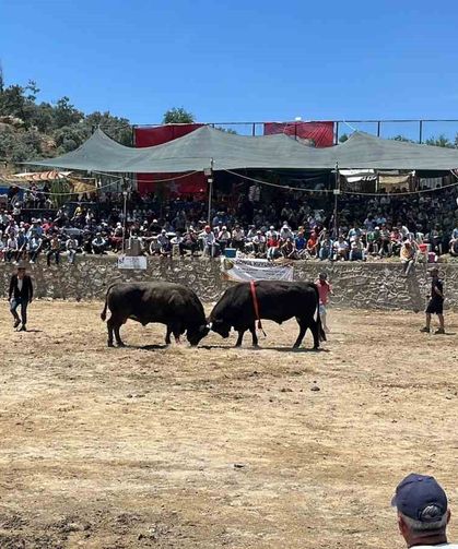 Germencik’te 63 çift boğa güreşti