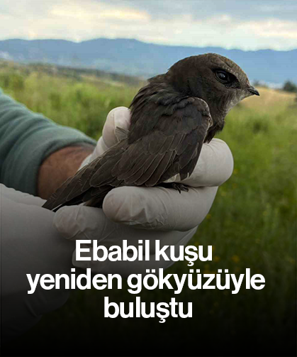 Ebabil kuşu yeniden gökyüzüyle buluştu