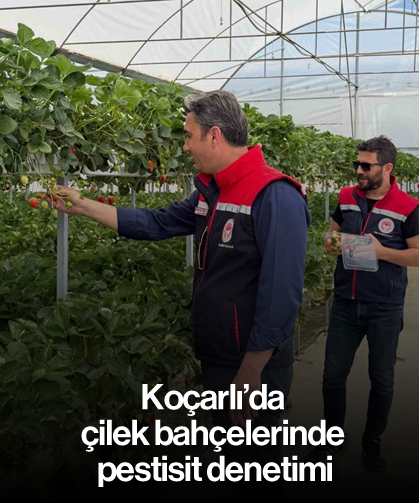 Koçarlı’da çilek bahçelerinde pestisit denetimi