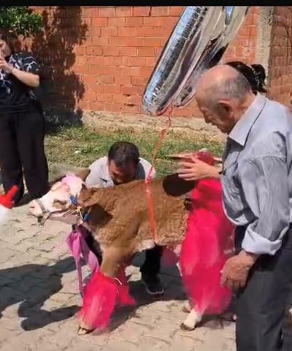 Nazilli’de geline bayram sürprizi: Gelin Koç’u beklerken buzağı geldi