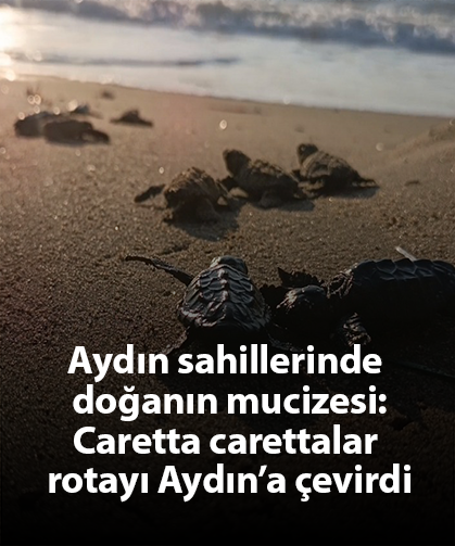 Aydın sahillerinde doğanın mucizesi: Caretta carettalar rotayı Aydın’a çevirdi
