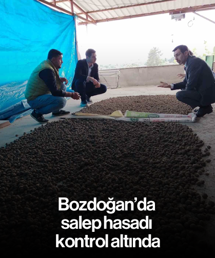 Bozdoğan’da salep hasadı kontrol altında