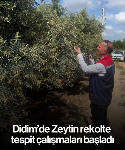 Didim’de Zeytin rekolte tespit çalışmaları başladı