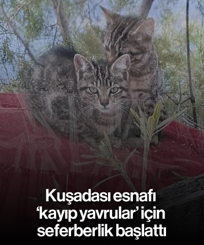 Kuşadası esnafı 'kayıp yavrular' için seferberlik başlattı