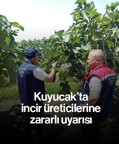 Kuyucak’ta incir üreticilerine zararlı uyarısı