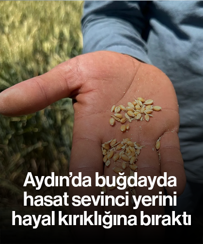 Aydın’da buğdayda hasat sevinci yerini hayal kırıklığına bıraktı