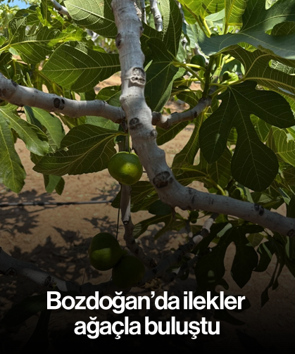 Bozdoğan'da ilekler ağaçla buluştu