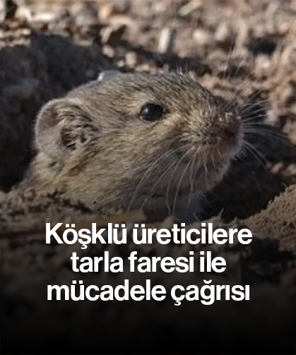 Köşklü üreticilere tarla faresi ile mücadele çağrısı