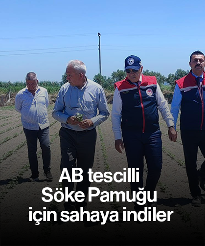 AB tescilli Söke Pamuğu için sahaya indiler