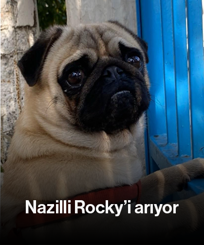 Nazilli Rocky’i arıyor